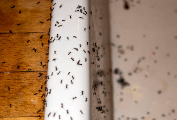 Professional Pest Control in Conway, AR