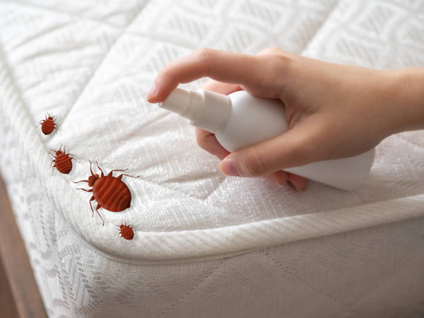Insect Control in Conway, AR