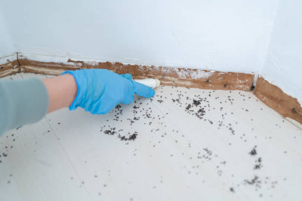 Best Pest Control Near Me in Conway, AR